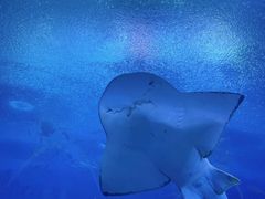 -珠海长隆海洋王国