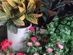 -青石桥花鸟鱼虫市场(叠翠城店)