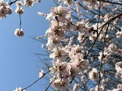 -桃花堤公园