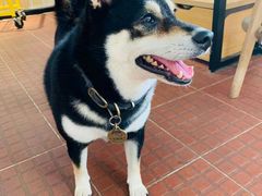 -柴犬高等学院·狗咖·柴犬售卖·宠物训练