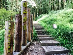 -阿里山神木遗迹