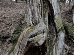 -黄帝陵
