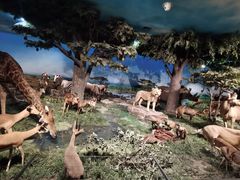 -国家自然博物馆