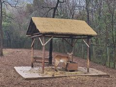 -合肥野生动物园