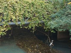 -华侨城湿地公园