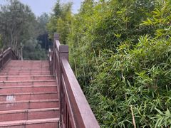 -铁山坪森林公园