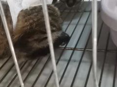-瑞派·关忠动物医院·猫专科·犬专科(三环新城店)