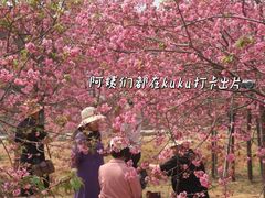 -天适樱花悠乐园