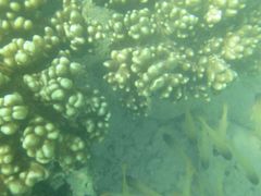 -东姑阿都拉曼海洋公园