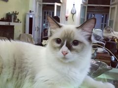 -猫色咖啡·猫咖