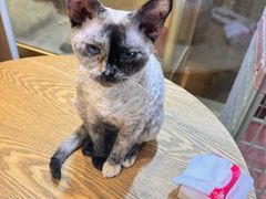 -藏猫猫咖啡主题馆(中央大道店)