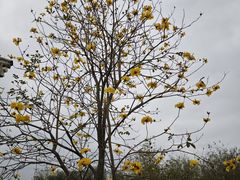 -天适樱花悠乐园