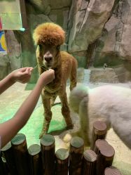 点击看大图 -宝燕乐园(闵行旗舰店)