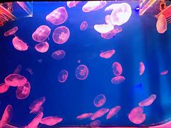 -南昌海洋公园