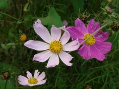 波斯菊-天适樱花悠乐园