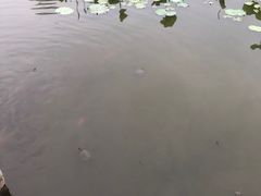 -龙头寺公园