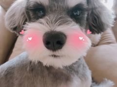 -小尾巴宠物店(万科·金域华庭店)