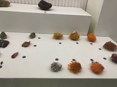 -青岛贝壳博物馆