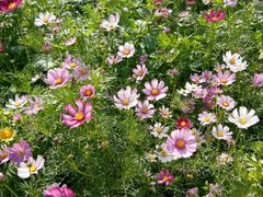 -松山湖梦幻百花洲