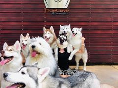 -TrueLove @ Neverland (Husky Cafe)