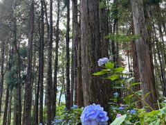-寂照庵