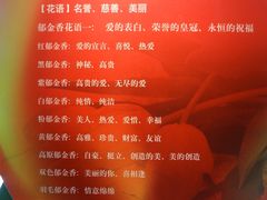 郁金香花语-上海鲜花港