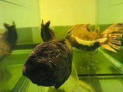 -大连自然博物馆