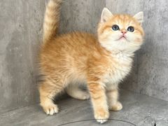 -小猫来了·猫舍(红山六九七九店)