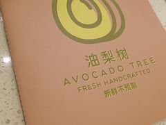 -油梨树 AVOCADO TREE(亮马桥店)