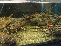 -Isla Sugbu Seafood City