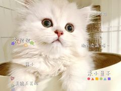 -屋虎猫馆(宝安大仟里店)