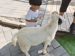 -北京鹿世界主题园
