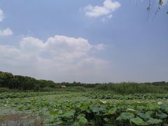 -同里国家湿地公园