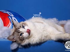 -超宠爱宠物摄影-Super pet