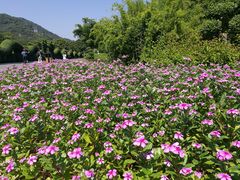 景点-东南花都花博园
