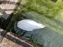 -河口湖八音盒之森美术馆
