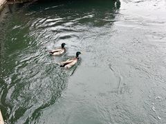 -皇家御河游(紫御湾码头)