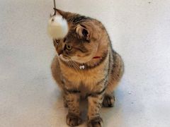 -共舞时光猫咖·狗咖(新街口店)