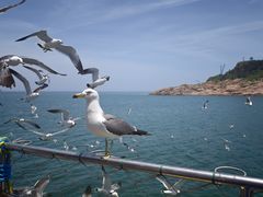 -海驴岛(荣成市)