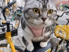 -PETKIT 小佩宠物·德文赛凯猫舍