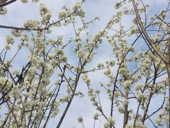 -樱桃山旅游景区