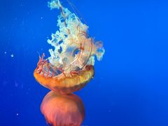 -太平洋海底世界