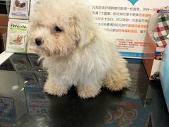 -宠小格时尚宠物生活馆(唐镇店)