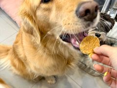 -南京宠物基地·宠物狗宠物猫售卖(南京店)