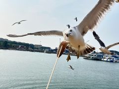 -海驴岛(荣成市)