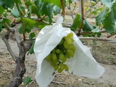 -马陆小张葡萄园农家乐