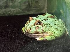 -上海大自然野生昆虫馆