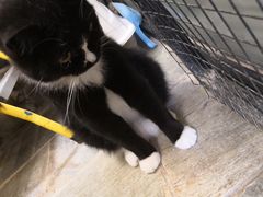 -猫咪博物馆(顶澳仔猫街店)