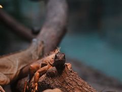 -上海大自然野生昆虫馆(东方明珠·爬宠昆虫探索中心)