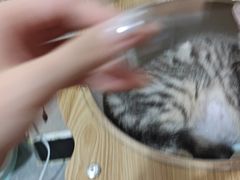 -瑞鹏宠物医院·骨科·猫科·内科(第一中心)